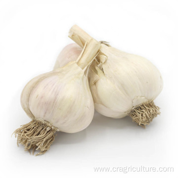 Top Quality Normal White Garlic Planting